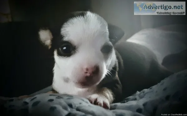 Chihuahua puppies