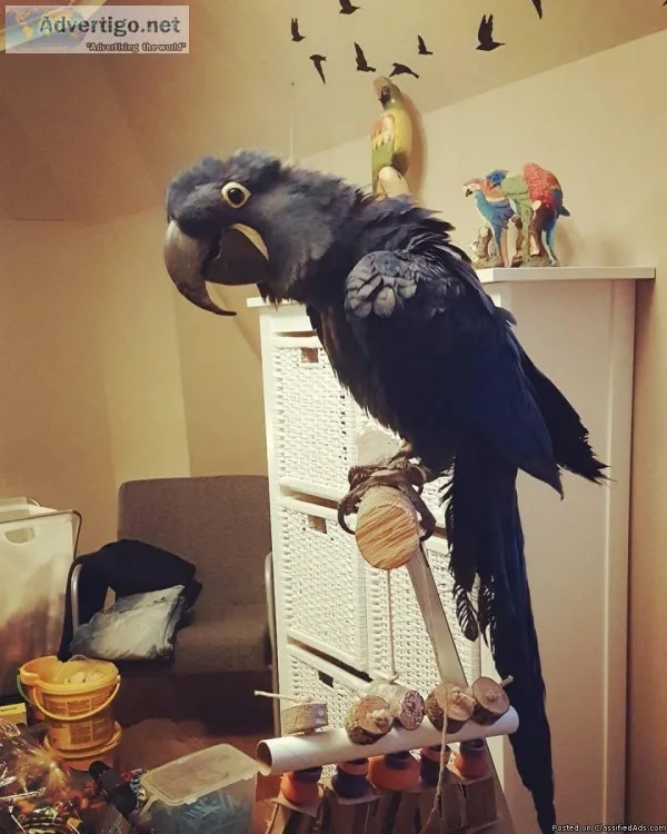 My cute Hyacinth Macaw is ready to leave my home now