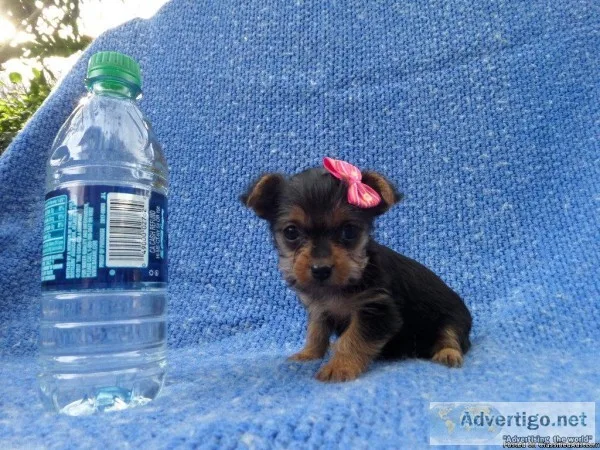 Yorkie  Terrier Puppies