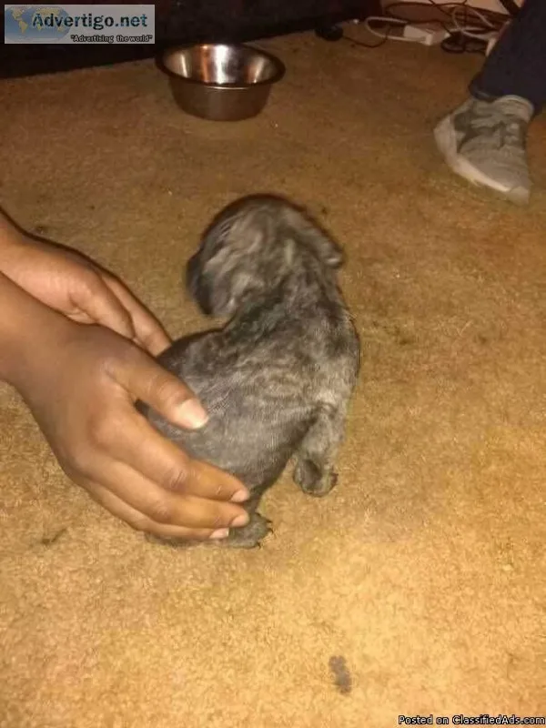 Puppies need home