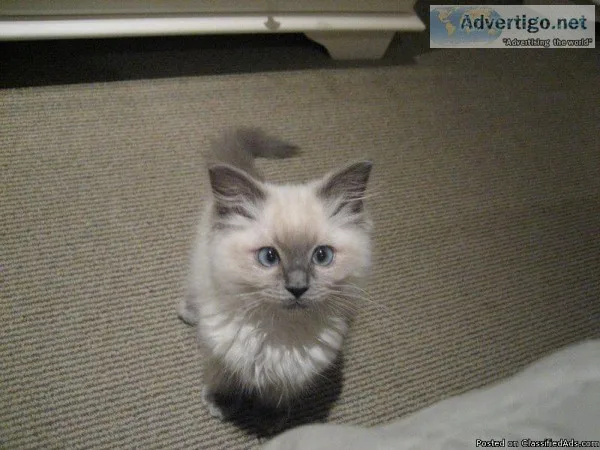 Young MF Ragdoll kittens needs good home.