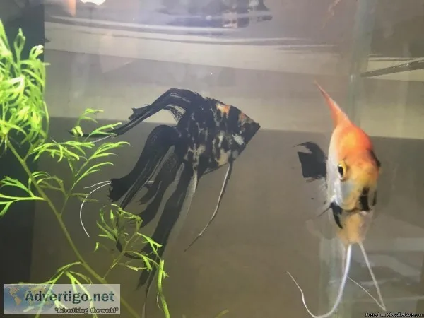 Angel fish