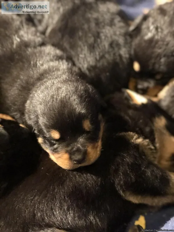 Purebred German Rottweiler Pups