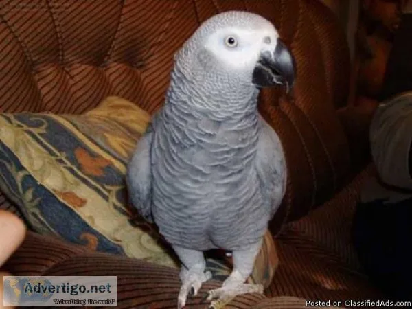 PAIR OF CONGO AFRICAN GREY PARROTS FOR SALE