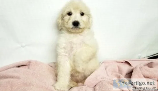 Danielle Female Mini Goldendoodle - 750