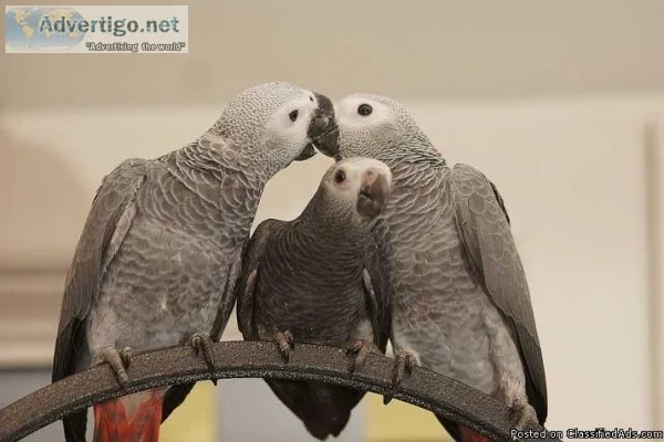 African Grey Parrots for sale