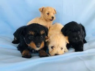 Toy Yorkiepoo Pupies
