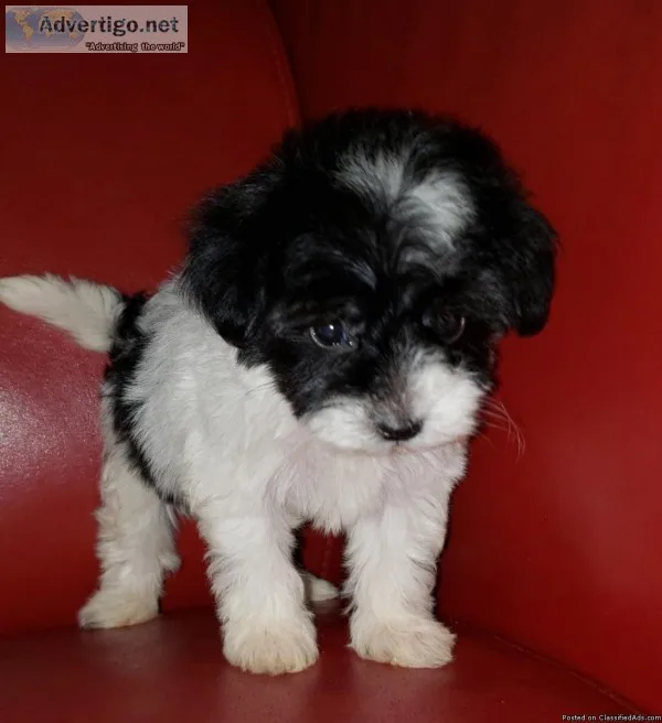 EARLY CHRISTMAS PRESENT 2 Girls 1 Boy Toy Poodles