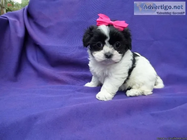 Fluffy malshih Puppies