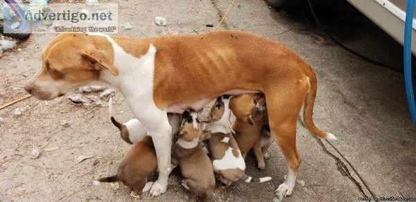Free puppies call 9366897041
