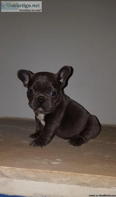 Pure MF French bulldog pups