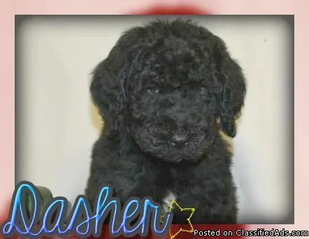 Dasher Male F1B Labradoodle