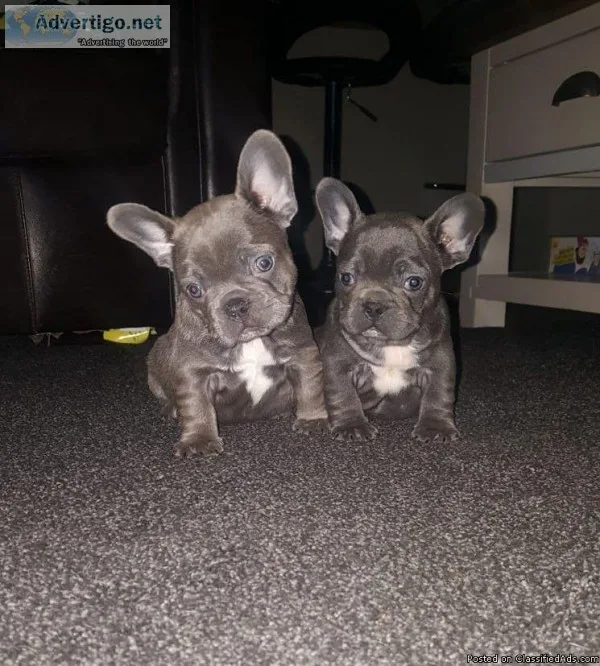 Top Quality Frenchies 4 sale