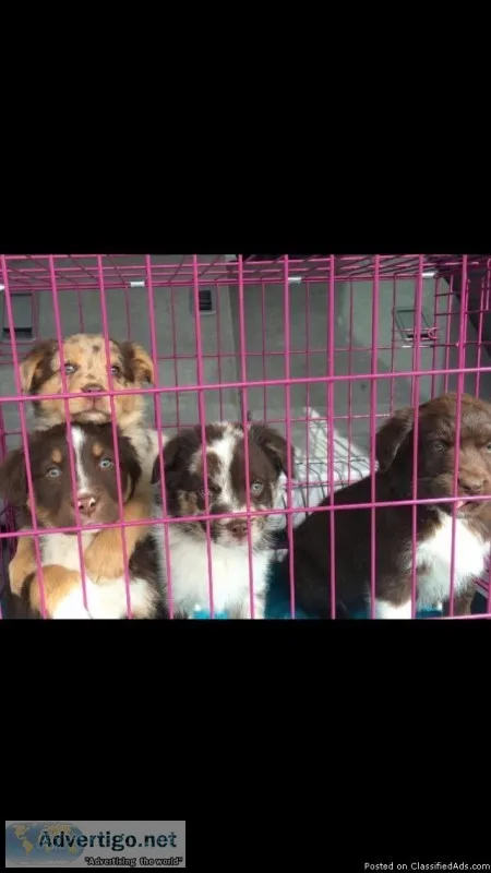 Puppies