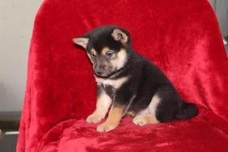 Katie Female ACA Shiba Inu