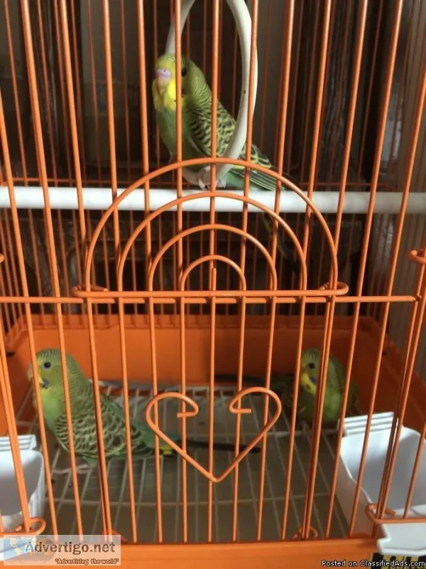 Indian Ringneck For Sale