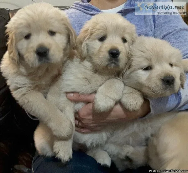 Male and female Golden Retriever