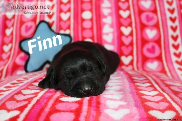 AKC lab puppies
