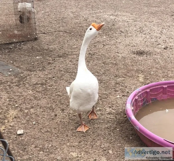 Male goose(gander)