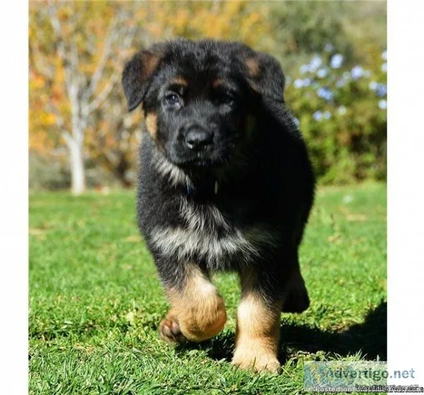 German shepherd pups