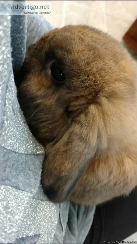 Pedigree Holland Lop Bunny
