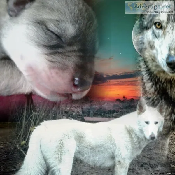 Wolf Hybrid Puppies Southern Oregon