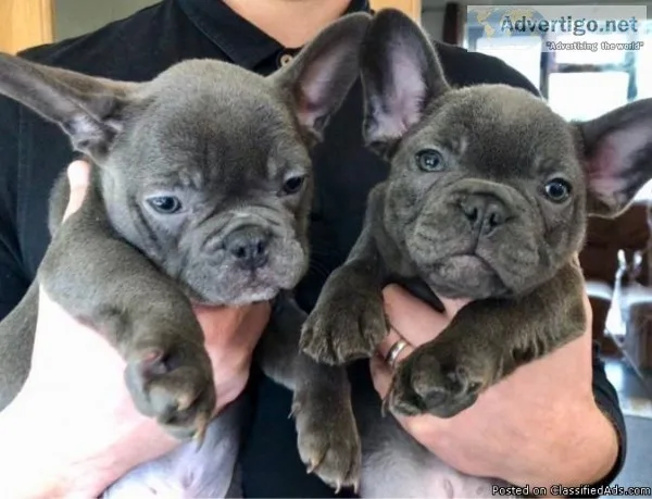 Quality Blue MF French bulldog pups