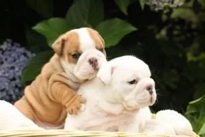 Akc English Bulldog Puppies To Good Homes