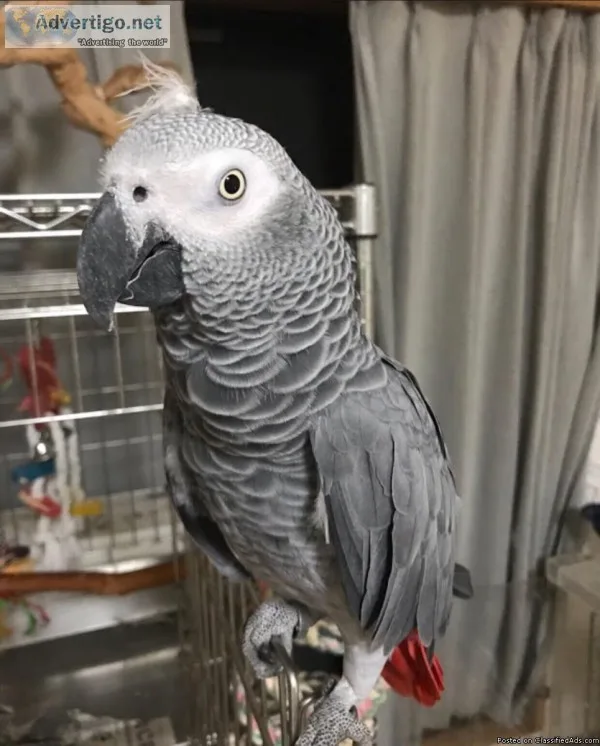 African Gray Parrot For Sale