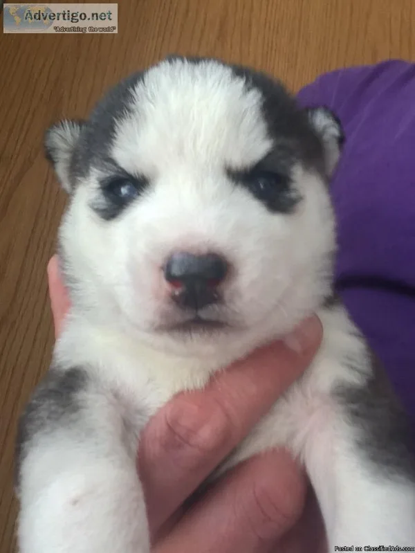 Siberian Husky Puppies for sale Ready April 1st