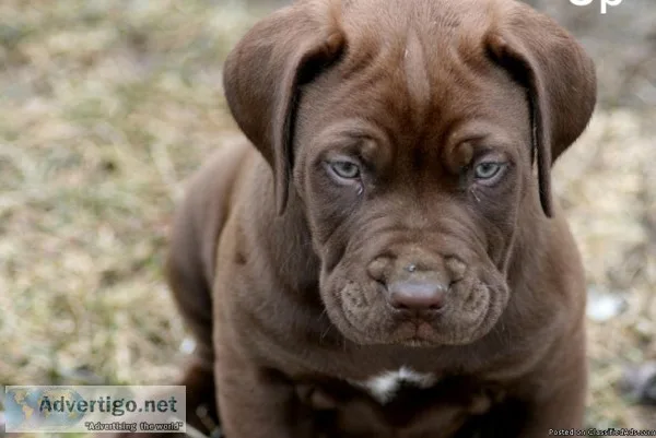 Chocolate puppy