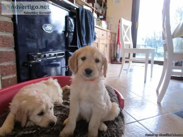 AKC GOLDEN RETRIEVER ENGLISH PUPPIES