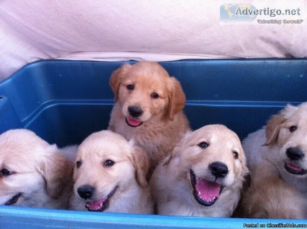 Quality Golden Retriever Puppies for sale