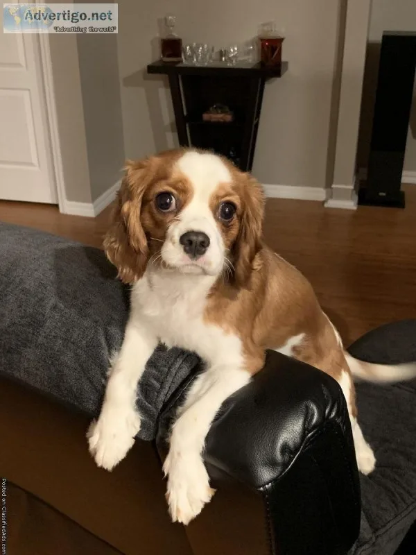 1 year old King Charles Spaniel
