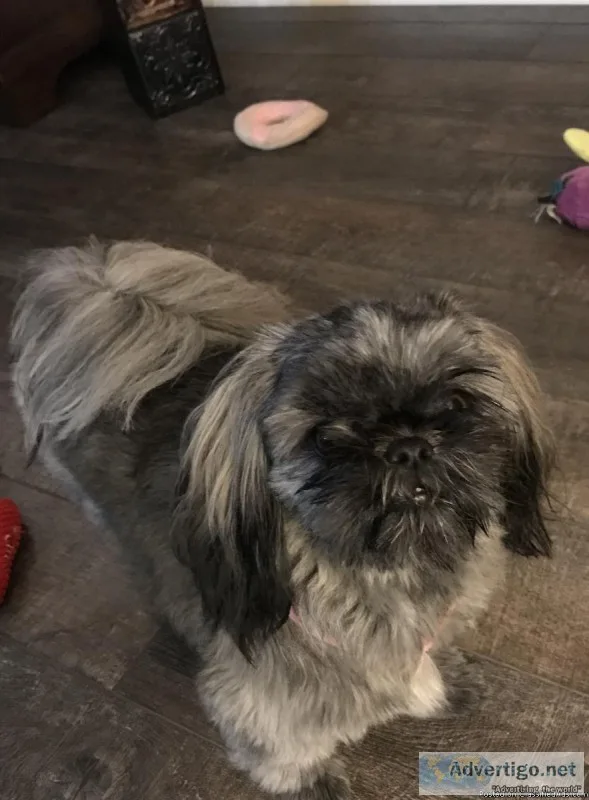 Shih Tzu
