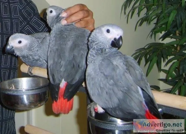 home trained african gray parrots for sale