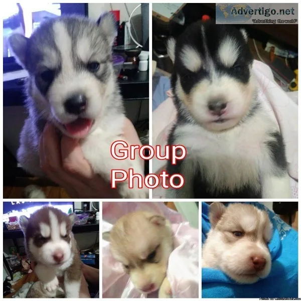 SIBERIAN HUSKIES PUREBRED