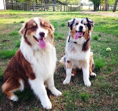 DREWF Australian Shepherd..