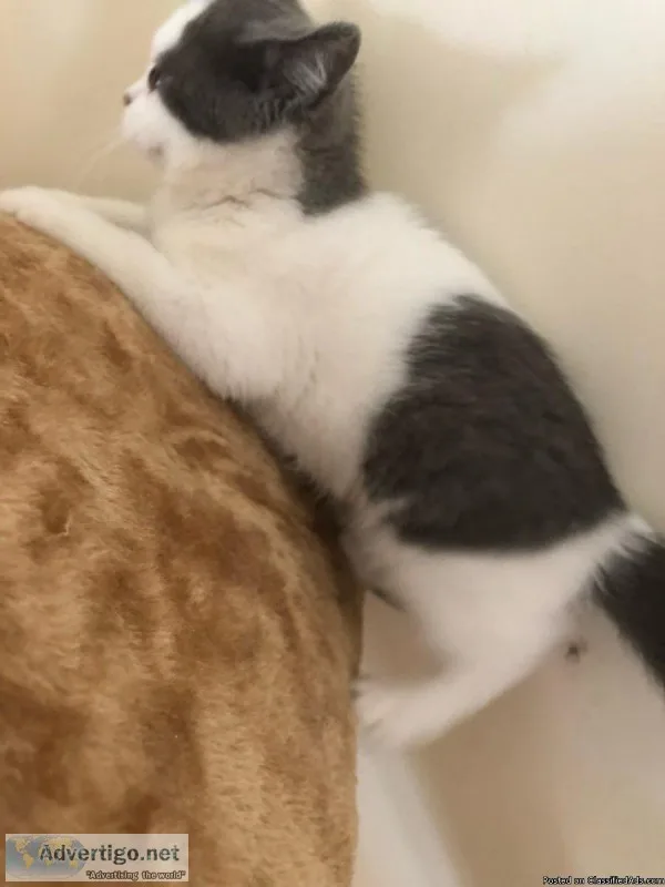 Beautiful Short Hair Kitten