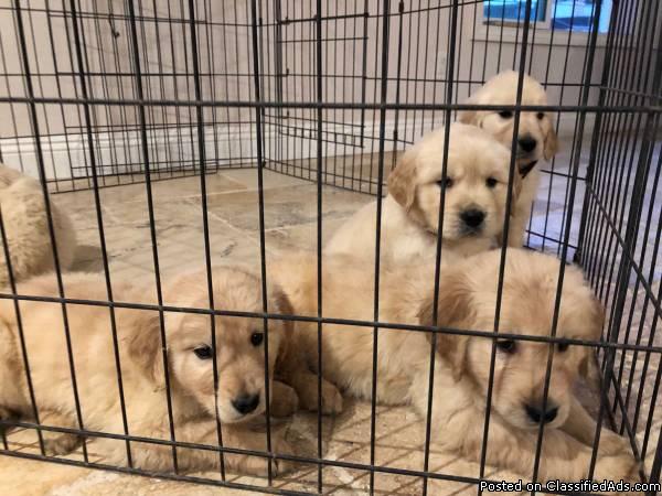 Golden Retriever puppies (microchipped)