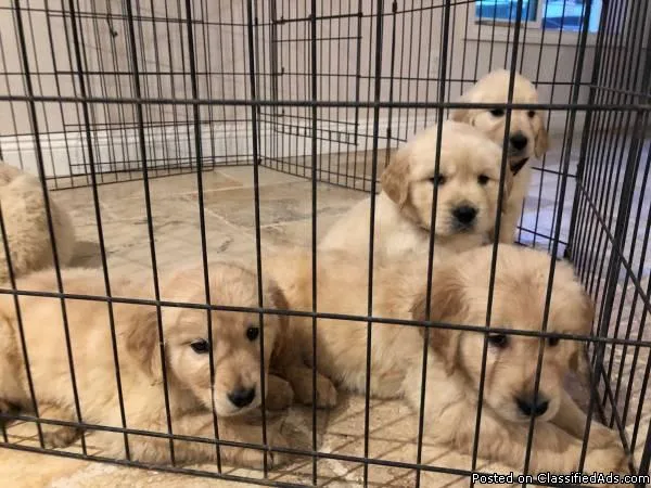 Golden Retriever puppies (microchipped)