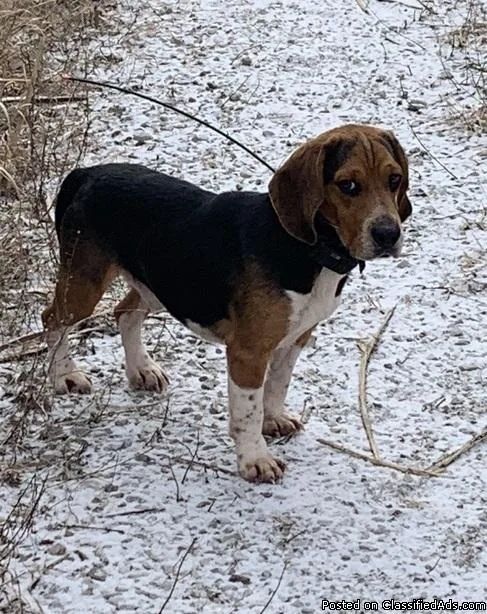 DFGRGF Beagle