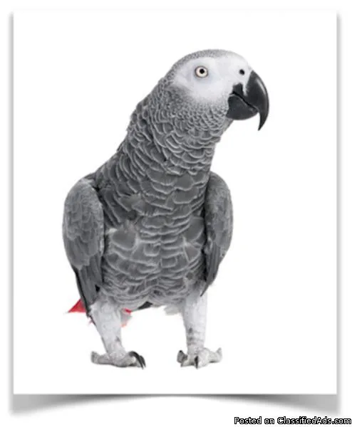 Female Healthy African Grey Parrot.