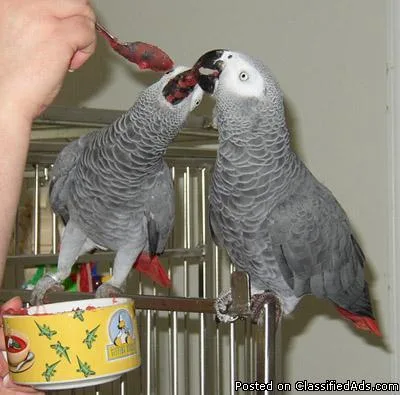 Talkative pair Congo African Grey parrots available