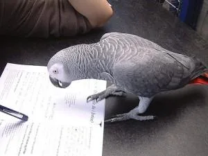 African grey with cage parrot