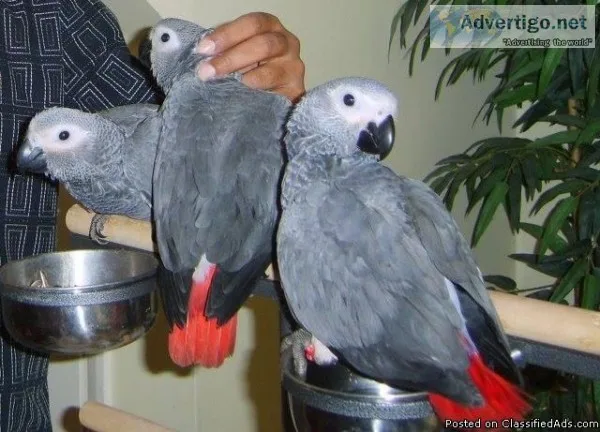 Adorable African Grey Parrots for Sale