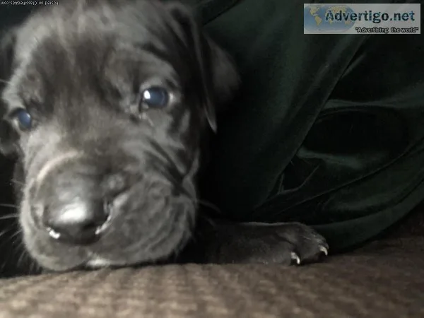 AKC Great Dane Black Puppies