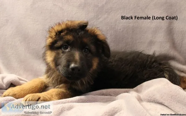 AKC GERMAN SHEPHERD PUPPIES CHAMPION Lines