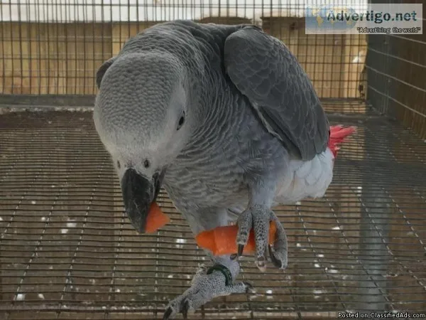 Adorable African Grey Parrot for Adoption