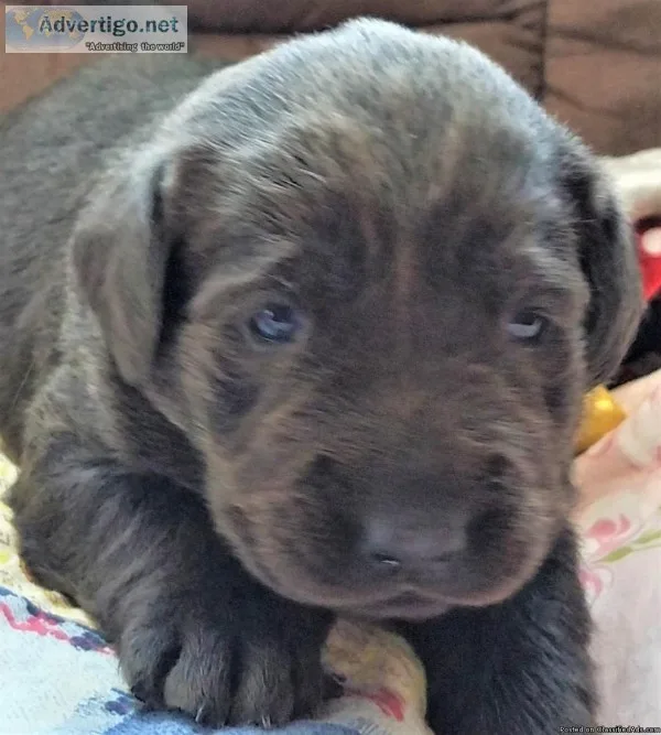 AKC English Charcoal Blacksilver Chocolate Lab puppies